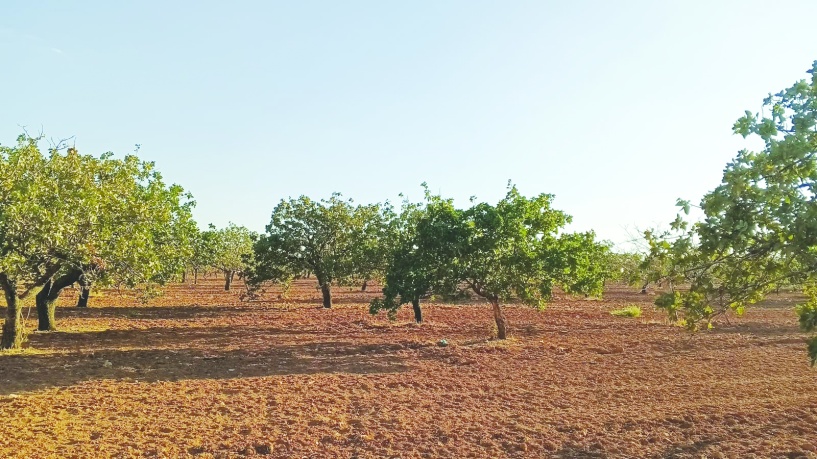 “Toprağı korumadan suyu, gıdayı ve adaleti koruyamayız”