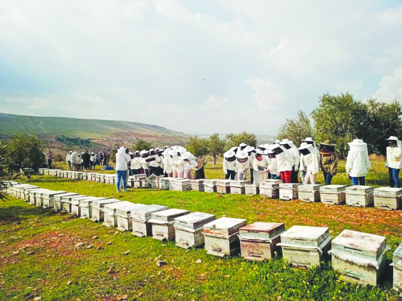 Yağışlar arıcıların da yüzünü güldürdü