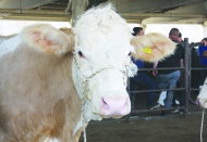 Besiciler 6 Şubat’a kadar  Başvurusunu tamamlamalı