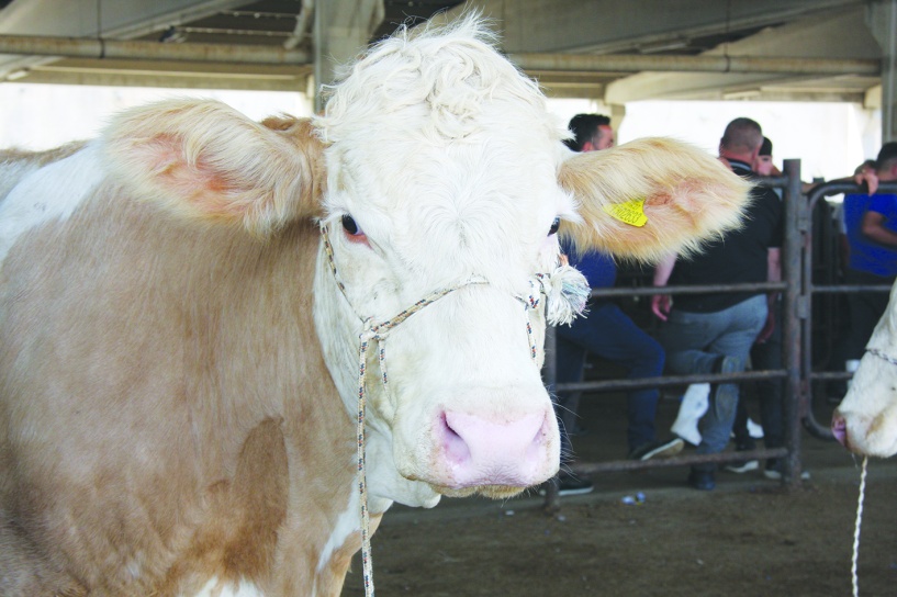 Besiciler 6 Şubat’a kadar  Başvurusunu tamamlamalı