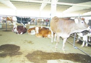 Türkiye, 2025'te tarihinin en yüksek  ikinci canlı hayvan ithalatını yaptı