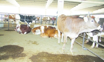 Türkiye, 2025'te tarihinin en yüksek  ikinci canlı hayvan ithalatını yaptı