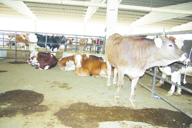 Türkiye, 2025'te tarihinin en yüksek  ikinci canlı hayvan ithalatını yaptı