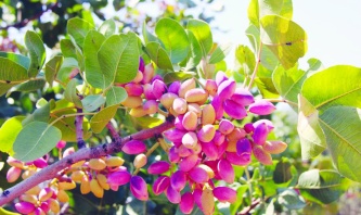 Fıstık, üretim kültürünün, emeğin ve  bereketin en güçlü simgelerinden biri