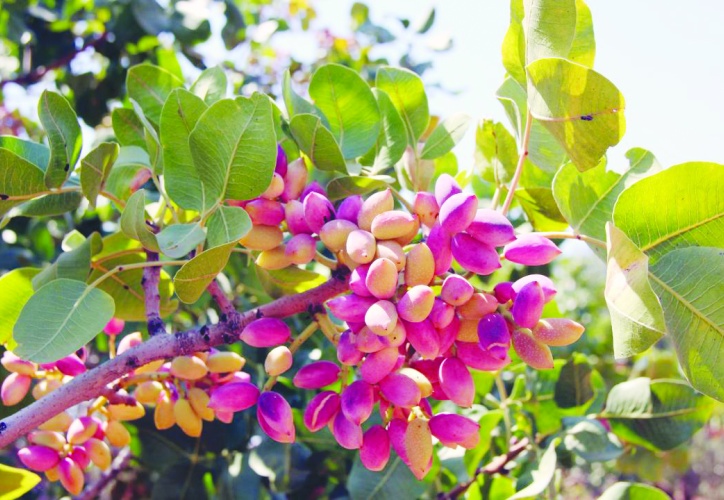 Fıstık, üretim kültürünün, emeğin ve  bereketin en güçlü simgelerinden biri