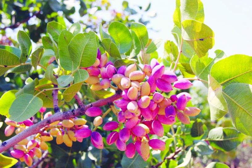 Fıstık, üretim kültürünün, emeğin ve  bereketin en güçlü simgelerinden biri