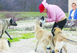 Kırsaldaki hayvanlar halen çiplenmiyor, kısırlaştırılmıyor