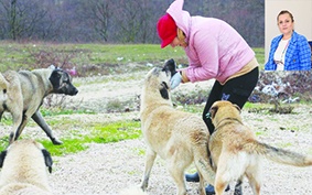 Kırsaldaki hayvanlar halen çiplenmiyor, kısırlaştırılmıyor