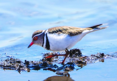Takkeli Cılıbit Antep’te görüntülendi