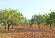 Tarımda maliyet fırtınası dinmiyor