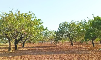 Tarımda maliyet fırtınası dinmiyor