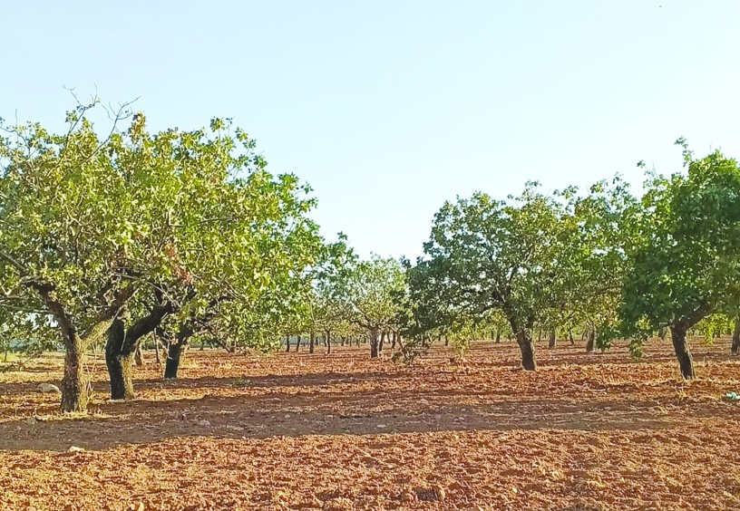 Tarımda maliyet fırtınası dinmiyor
