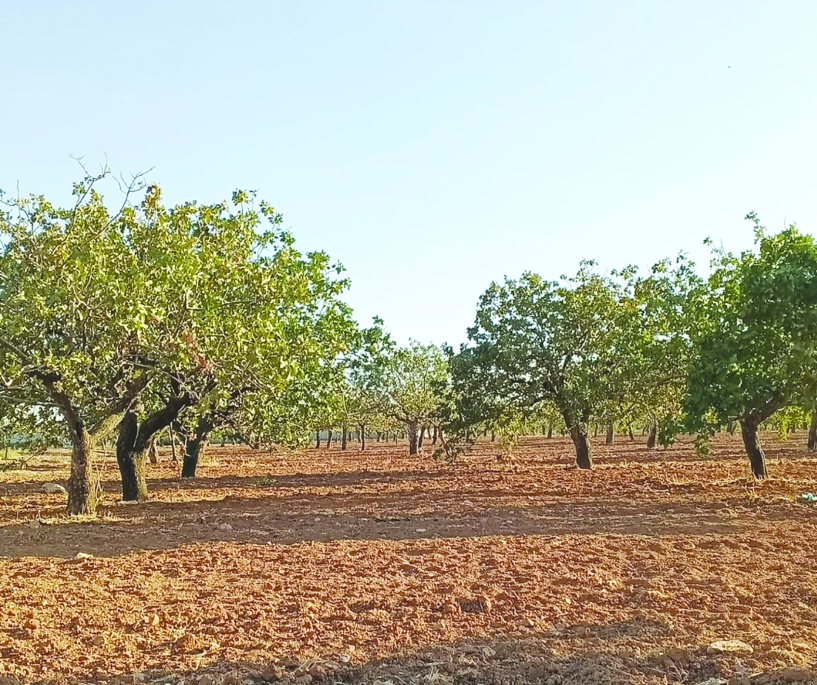 Tarımda maliyet fırtınası dinmiyor