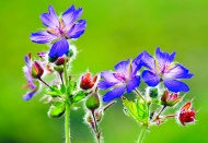 “Türkiye’nin muhteşem Çiçekleri” yarıştı