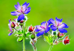 “Türkiye’nin muhteşem Çiçekleri” yarıştı