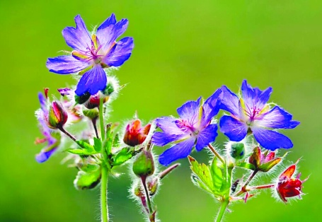 “Türkiye’nin muhteşem Çiçekleri” yarıştı