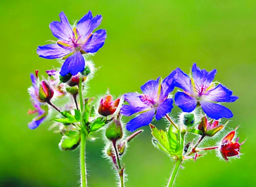 “Türkiye’nin muhteşem Çiçekleri” yarıştı