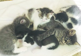 Hayvanların yaşam hakkı  ivedilikle güvence altına alınmalı