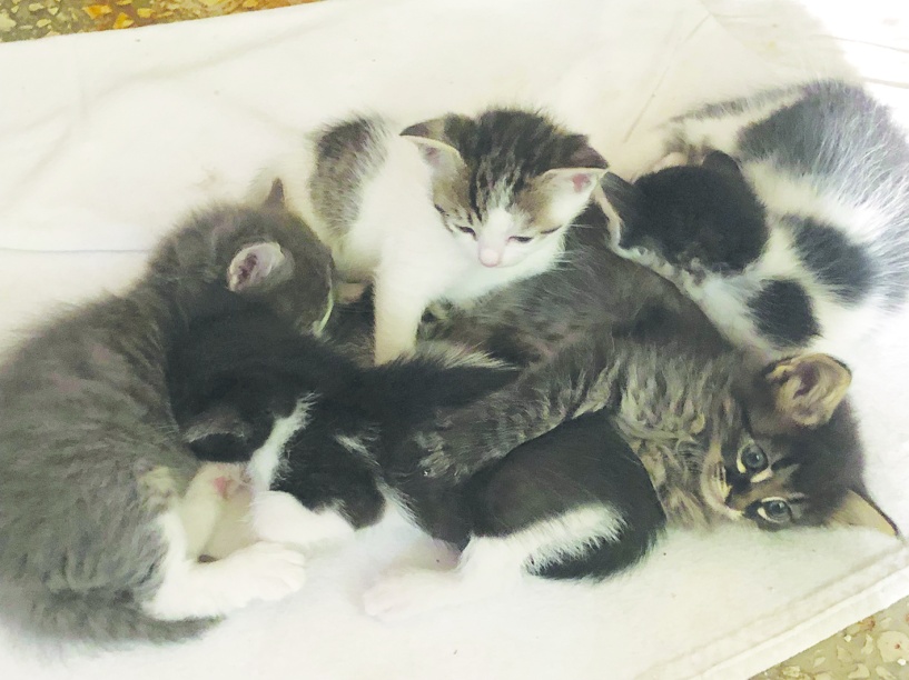 Hayvanların yaşam hakkı  ivedilikle güvence altına alınmalı