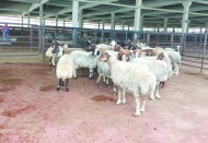 Büyükşehirlerde fiyatlar iki katına çıkıyor