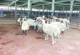 Büyükşehirlerde fiyatlar iki katına çıkıyor