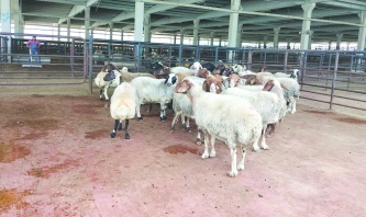 Büyükşehirlerde fiyatlar iki katına çıkıyor