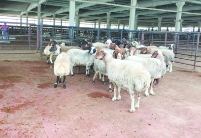 Büyükşehirlerde fiyatlar iki katına çıkıyor