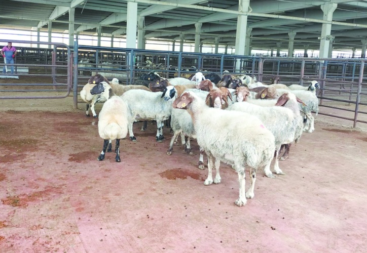 Büyükşehirlerde fiyatlar iki katına çıkıyor