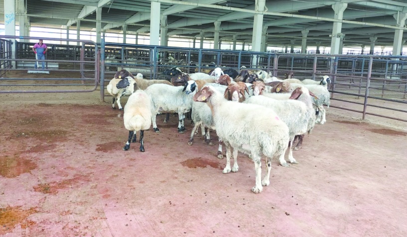 Büyükşehirlerde fiyatlar iki katına çıkıyor