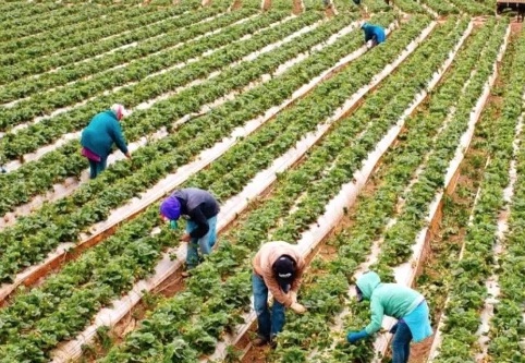 Kooperatiflerin yüzde 77’sinde e-ticaret  kullanımı düşük veya sıfır seviyesinde