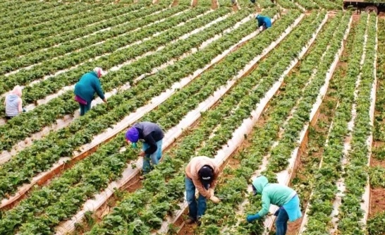 Kooperatiflerin yüzde 77’sinde e-ticaret  kullanımı düşük veya sıfır seviyesinde