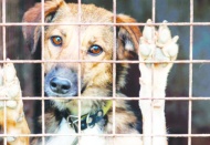 Bir yılda 1 milyon hayvanı barınaklara teptiler