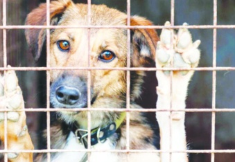 Bir yılda 1 milyon hayvanı barınaklara teptiler
