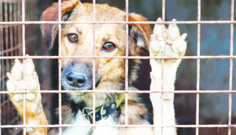 Bir yılda 1 milyon hayvanı barınaklara teptiler