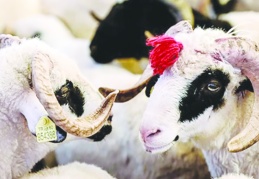 Kurban pazarlarının kurulacağı tarihler açıklandı: Kesim kurallarına uymayanlara milyona varan cezalar kesilecek