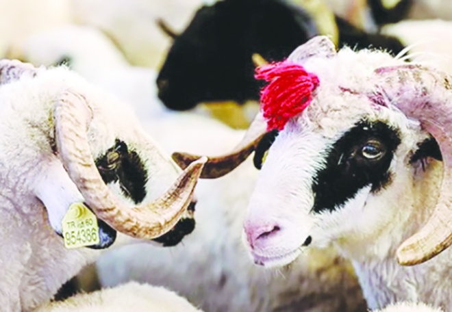 Kurban pazarlarının kurulacağı tarihler açıklandı: Kesim kurallarına uymayanlara milyona varan cezalar kesilecek