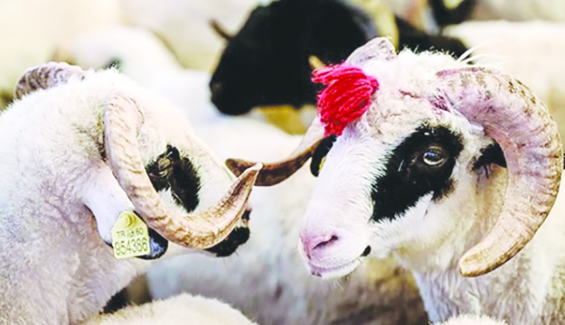 Kurban pazarlarının kurulacağı tarihler açıklandı: Kesim kurallarına uymayanlara milyona varan cezalar kesilecek