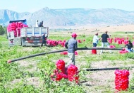 'Çiftçinin borcu 9,8 kat büyüdü'