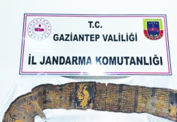 Piton derisine işlenmiş İbranice altın yazma kitap ele geçirildi