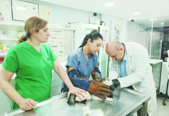 Güvenilir gıda temininde veteriner  hekimlerin rolü hayati önemde