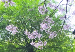 Parklarda Pavlonya şenliği başladı