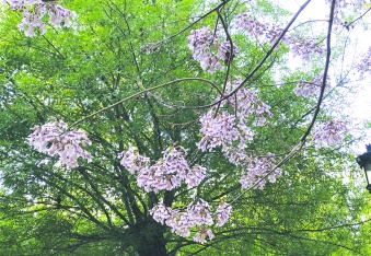 Parklarda Pavlonya şenliği başladı