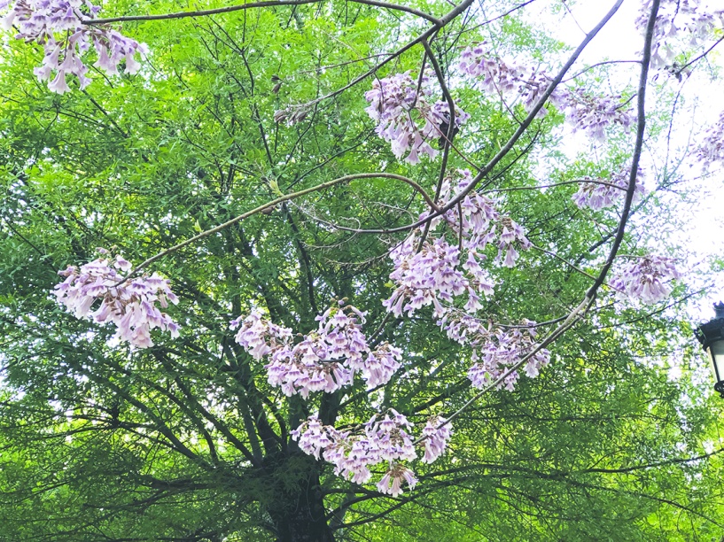 Parklarda Pavlonya şenliği başladı