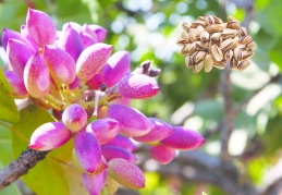 Antepfıstığı, dünyanın en iyi 15 kuruyemişi arasında 3. oldu