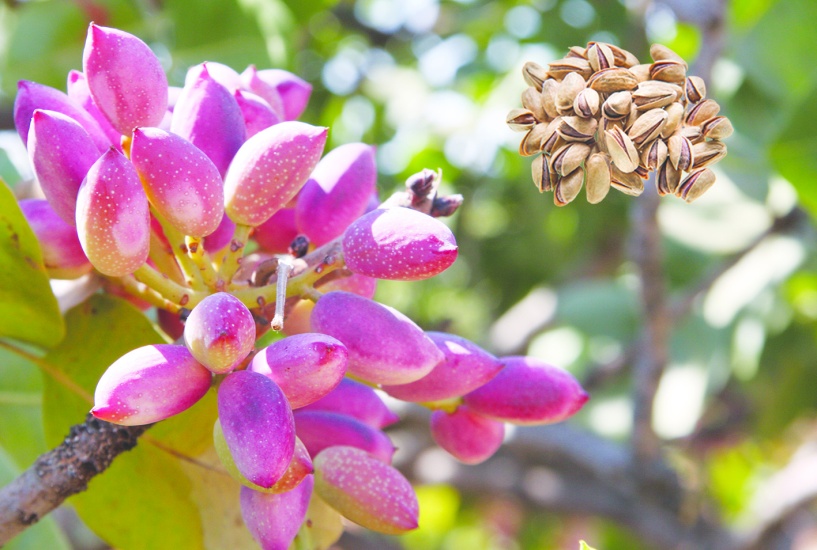 Antepfıstığı, dünyanın en iyi 15 kuruyemişi arasında 3. oldu