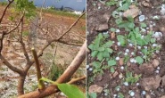 Fırtına ve dolu fıstık ve zeytin bahçelerini vurdu