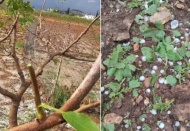 Fırtına ve dolu fıstık ve zeytin bahçelerini vurdu