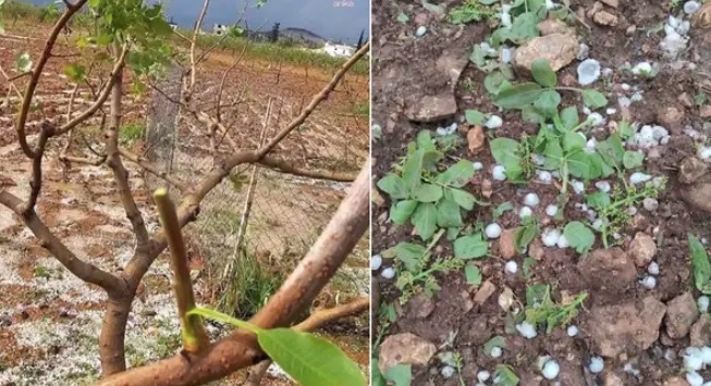 Fırtına ve dolu fıstık ve zeytin bahçelerini vurdu