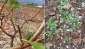 Fırtına ve dolu fıstık ve zeytin bahçelerini vurdu