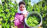 Sebzede üretici fiyatları ikiye katlandı